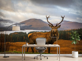 photo-wallpaper-scottish-stag