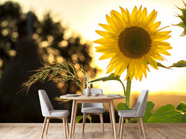 photo-wallpaper-sunflower-in-the-sunrise
