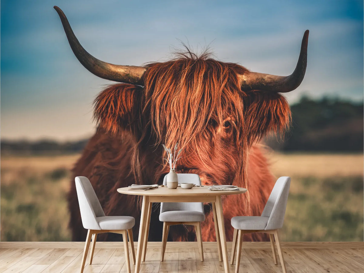photo-wallpaper-highland-cattle-portrait-2