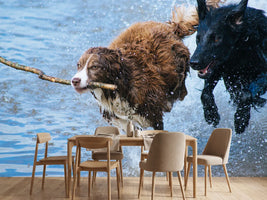 photo-wallpaper-playing-dogs
