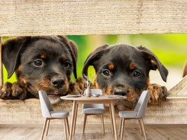 photo-wallpaper-2-rottweiler-puppies