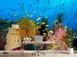 photo-wallpaper-reef-at-cabilao-x