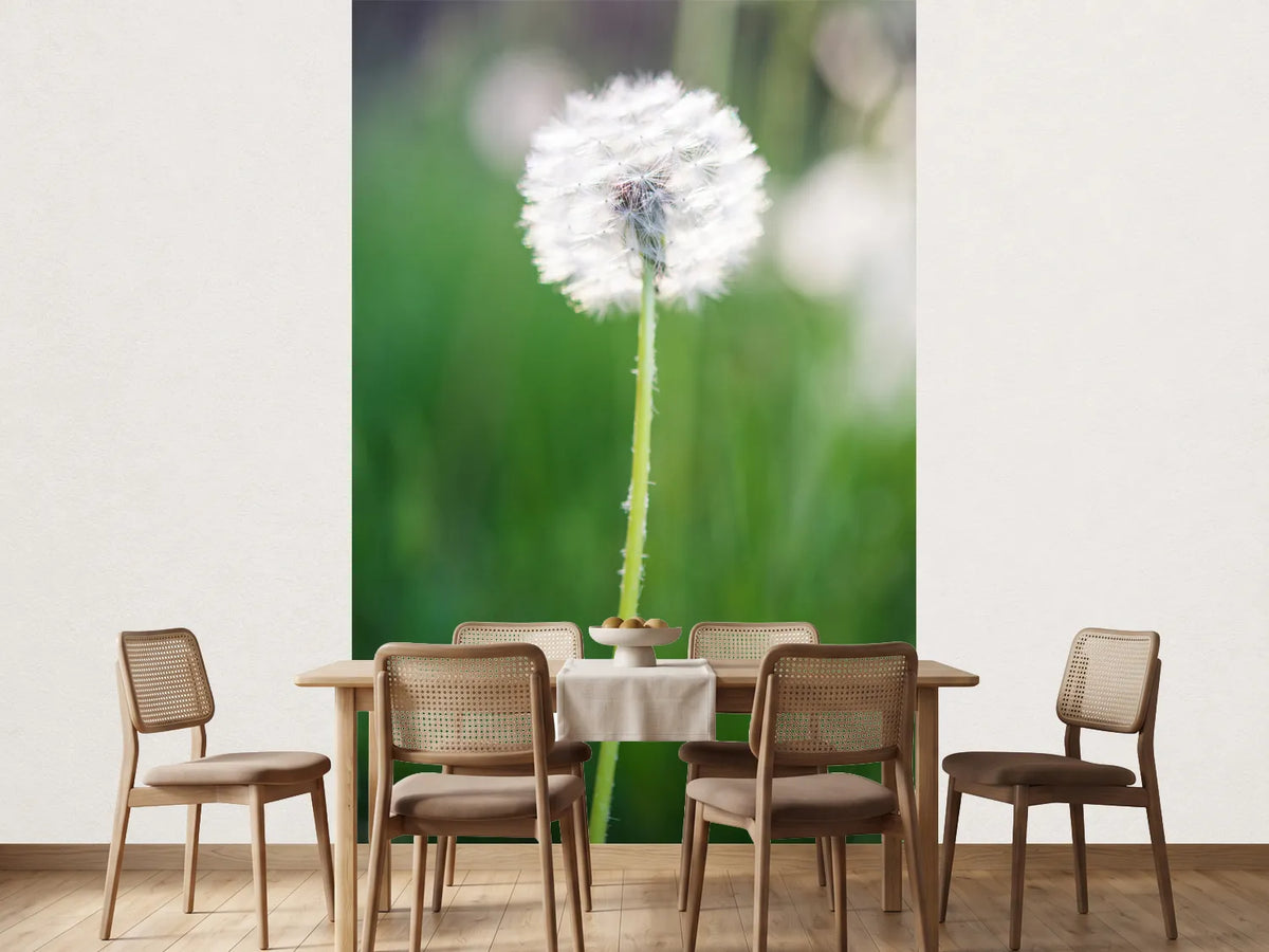 photo-wallpaper-dandelion