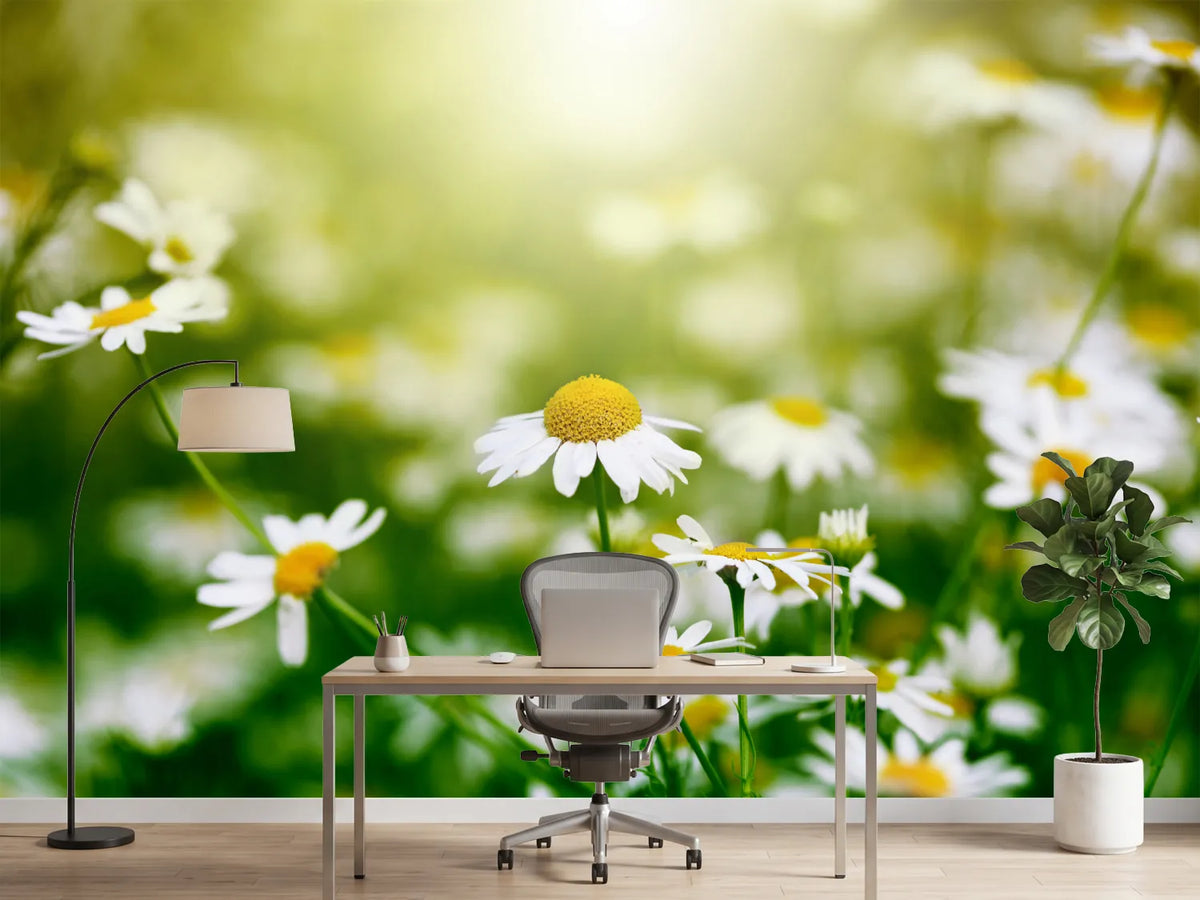 photo-wallpaper-the-daisy