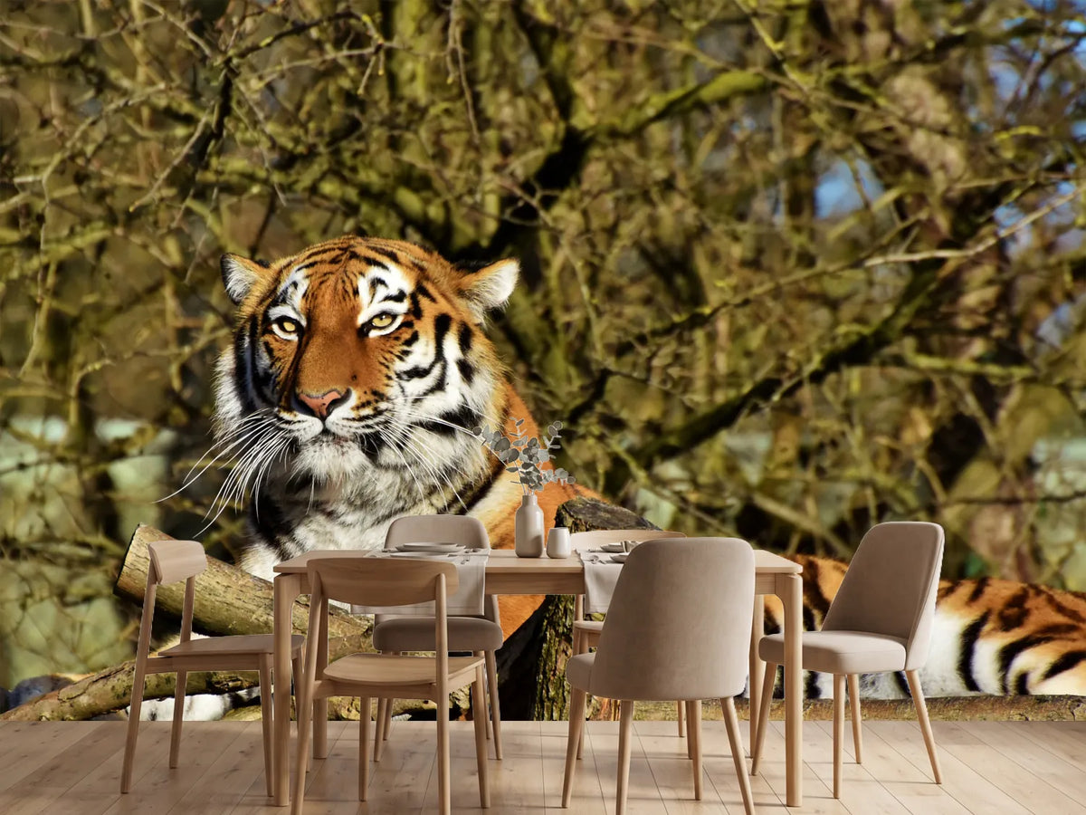 photo-wallpaper-proud-tiger