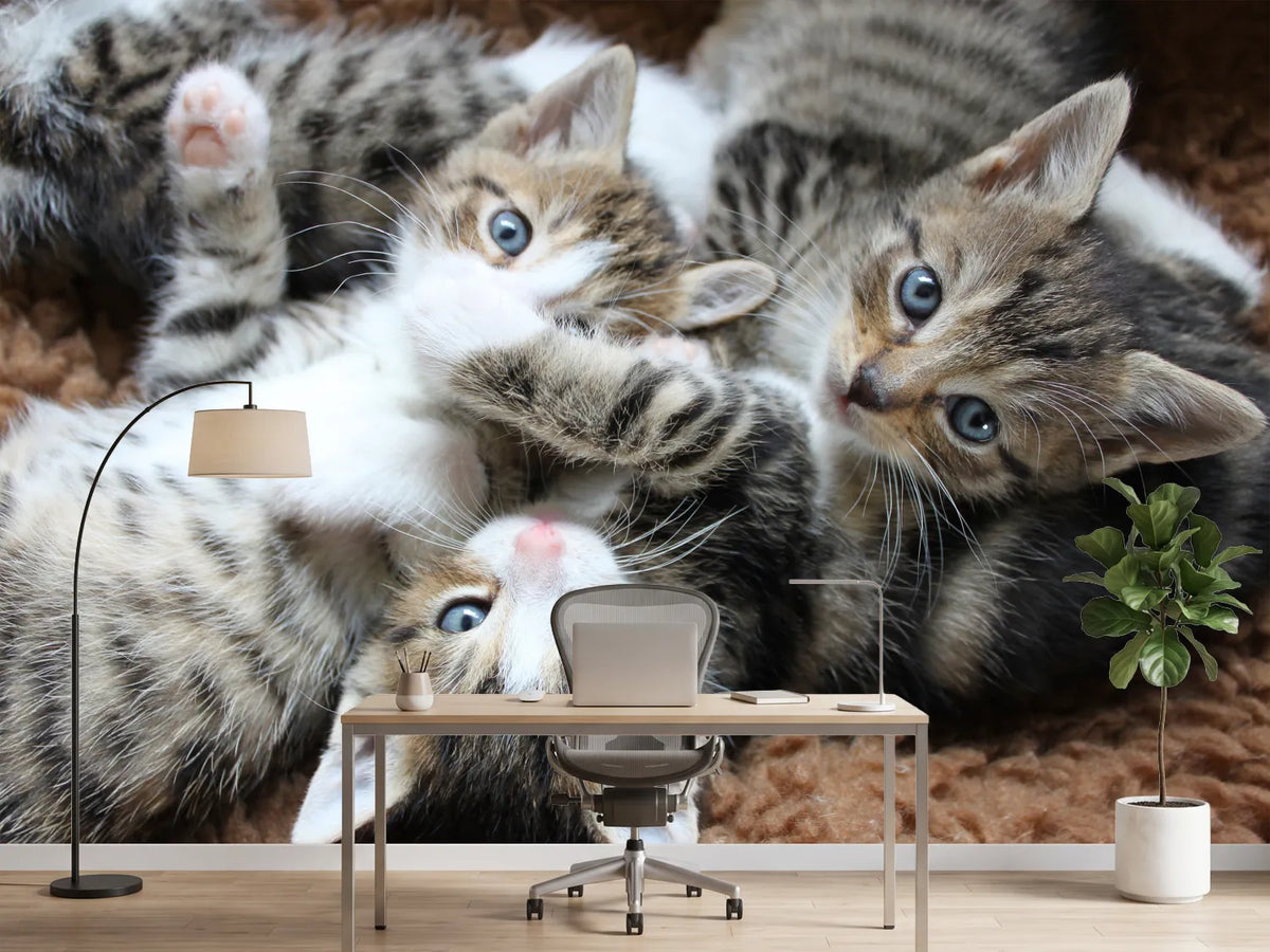 photo-wallpaper-many-kittens