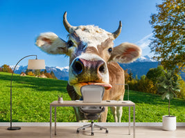 photo-wallpaper-cow-on-the-alp