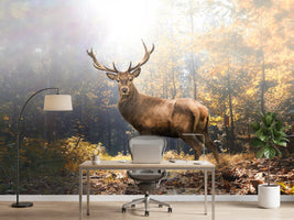 photo-wallpaper-proud-stag-in-the-autumn-forest
