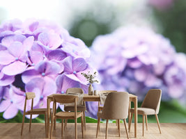 photo-wallpaper-hydrangeas