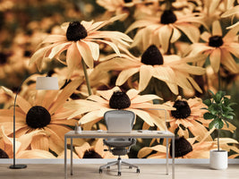 photo-wallpaper-daisies-in-sepia