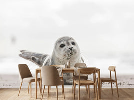photo-wallpaper-small-seal-on-the-beach