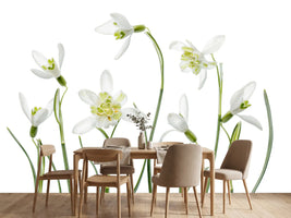 photo-wallpaper-spring-snowdrops