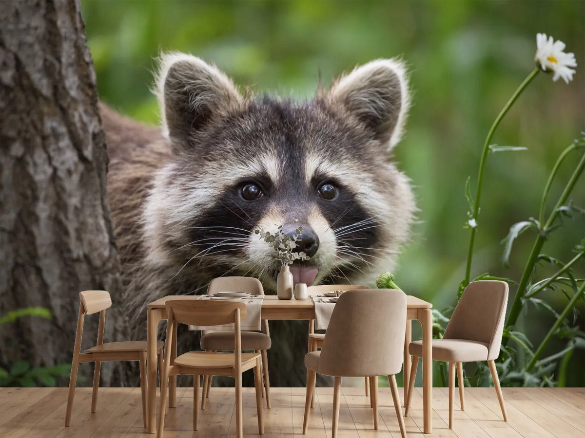 photo-wallpaper-raccoon-in-backyard