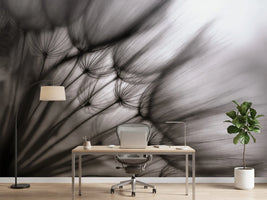 photo-wallpaper-dandelion-p