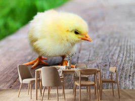 photo-wallpaper-the-chick