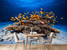 photo-wallpaper-marine-life
