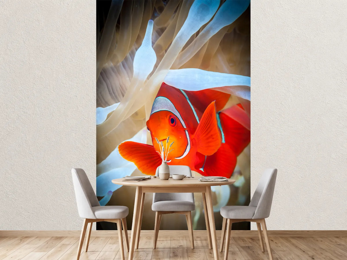 photo-wallpaper-clownfish-defends-his-white-anemone-x