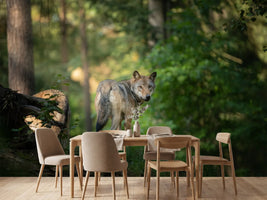 photo-wallpaper-in-the-gaze-of-the-wild-animal