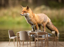 photo-wallpaper-red-fox-on-a-stone-in-shallow-water-alert-gaze