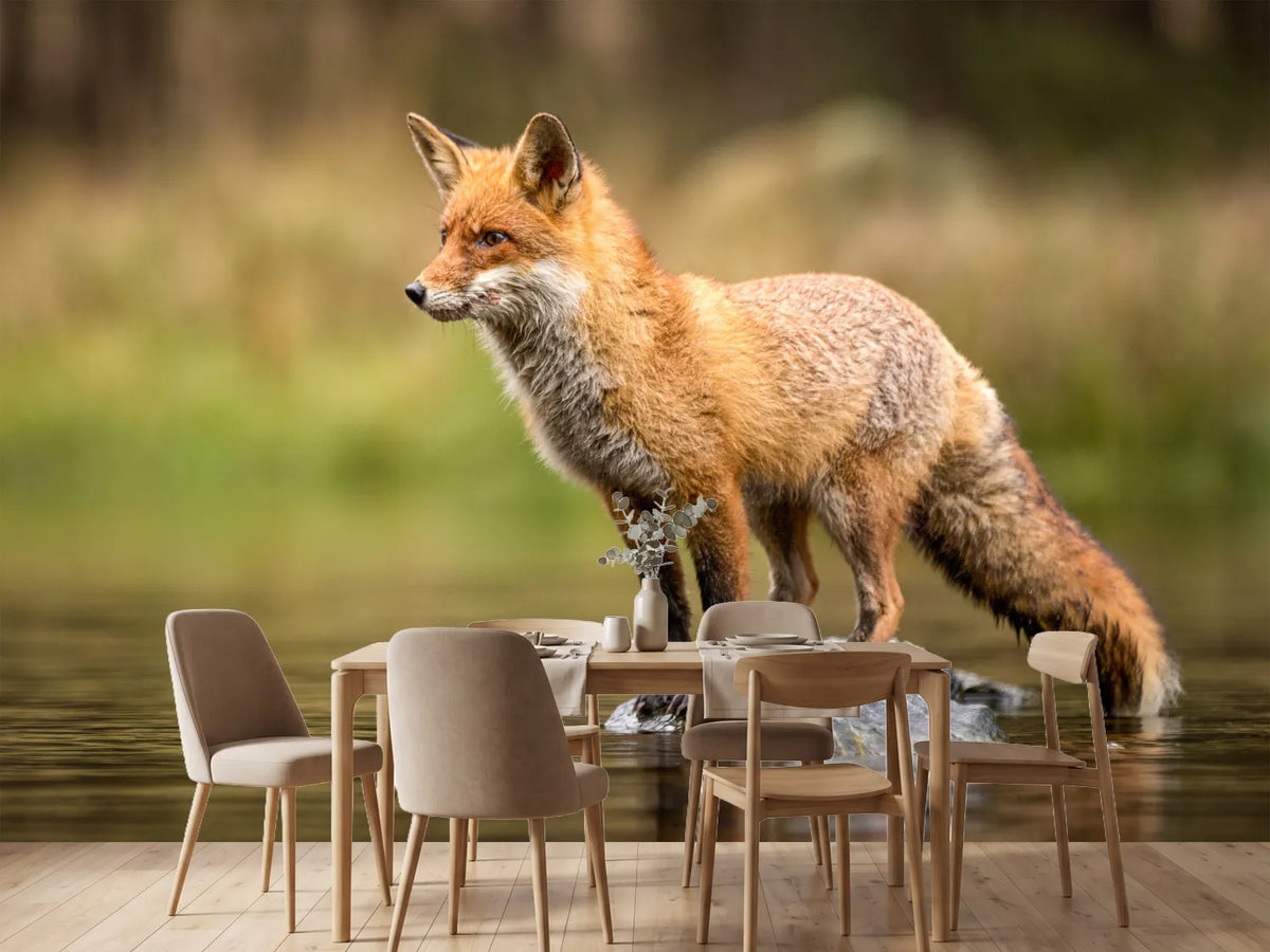 photo-wallpaper-red-fox-on-a-stone-in-shallow-water-alert-gaze