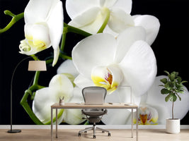 photo-wallpaper-orchid-close-up