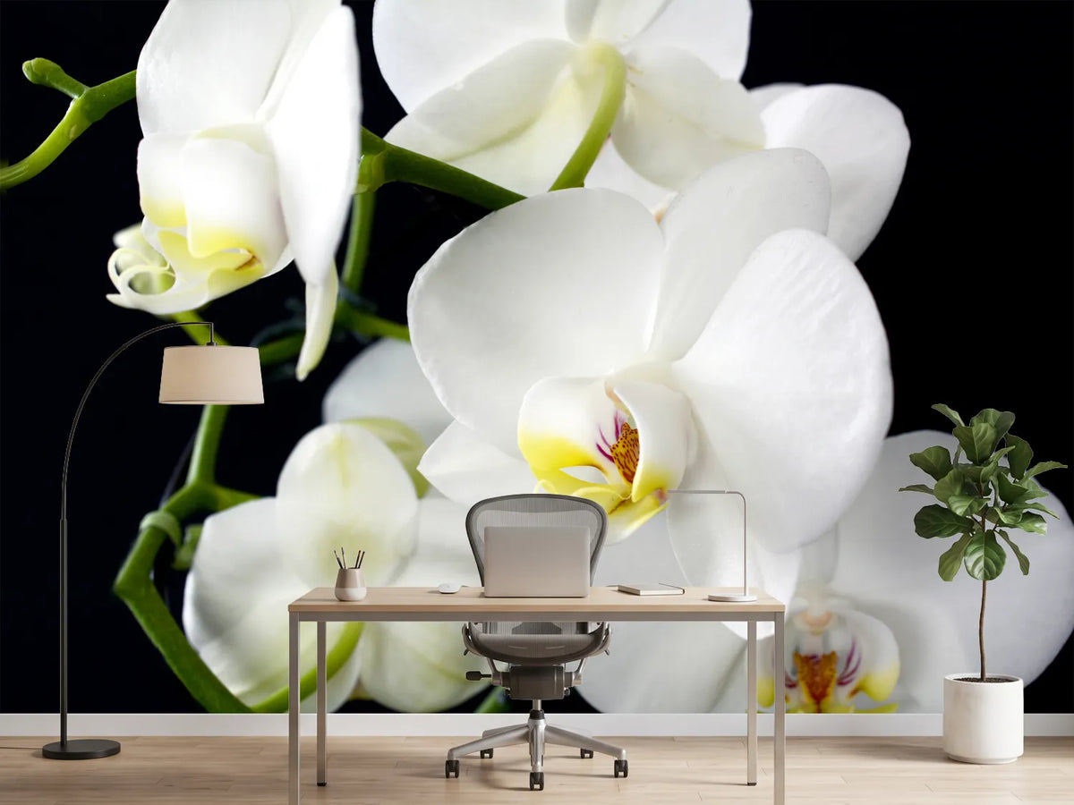 photo-wallpaper-orchid-close-up