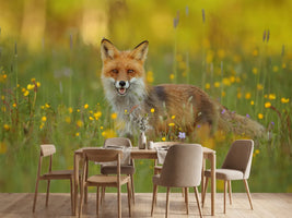 photo-wallpaper-red-fox-xkh