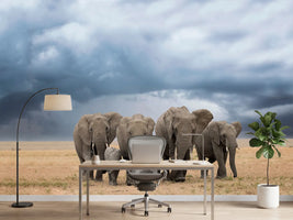 photo-wallpaper-elephant-walk-x