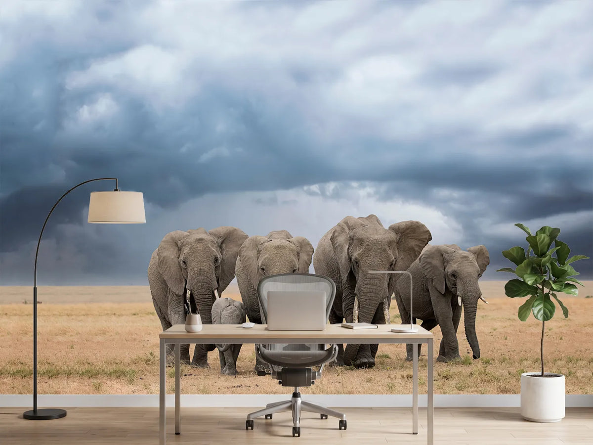 photo-wallpaper-elephant-walk-x