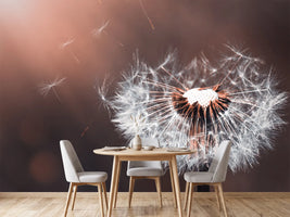 photo-wallpaper-dandelion-in-the-evening-light