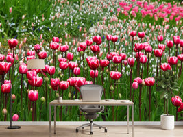 photo-wallpaper-wild-tulip-field