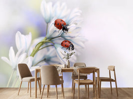 photo-wallpaper-ladybirds