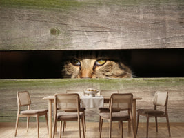 photo-wallpaper-cat-in-hiding