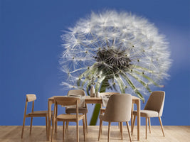 photo-wallpaper-the-dandelion-in-xxl