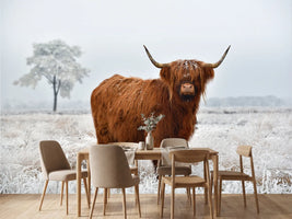 photo-wallpaper-scottish-highlander-in-a-natural-winter-landscape