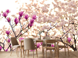 photo-wallpaper-beautiful-magnolia-xl