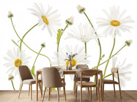 photo-wallpaper-ox-eye-daisies
