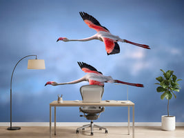 photo-wallpaper-greater-flamingos-x