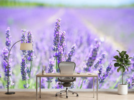 photo-wallpaper-the-lavender-blossom