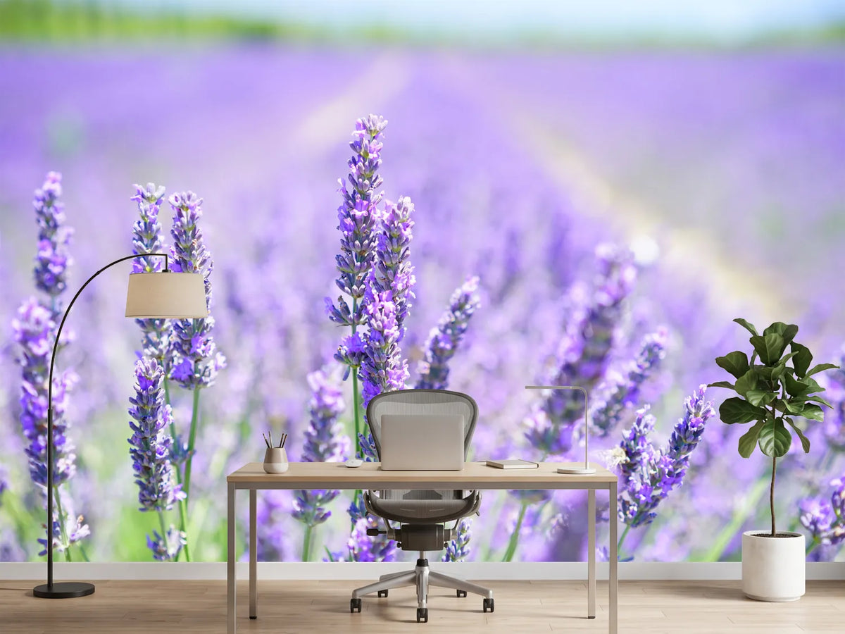 photo-wallpaper-the-lavender-blossom