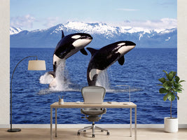 photo-wallpaper-killer-whale-orcinus-orca-pair-leaping-canada