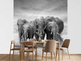 photo-wallpaper-the-elephants