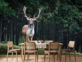 photo-wallpaper-the-fallow-deer-ii