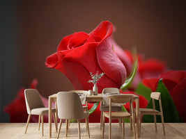 photo-wallpaper-red-rose-in-xl