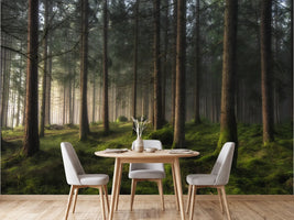 photo-wallpaper-misty-forest-glow