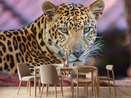 photo-wallpaper-leopard