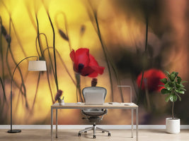 photo-wallpaper-untitled-xvi-p