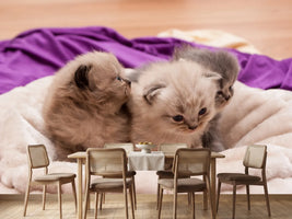 photo-wallpaper-kitten-trio-to-fall-in-love