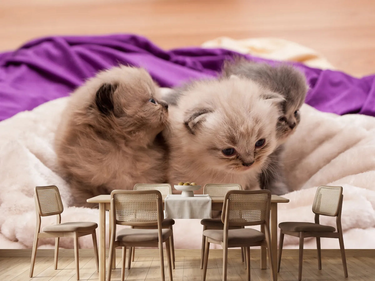 photo-wallpaper-kitten-trio-to-fall-in-love