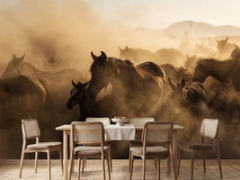 photo-wallpaper-wild-horse-herd-in-golden-dust-at-sundown